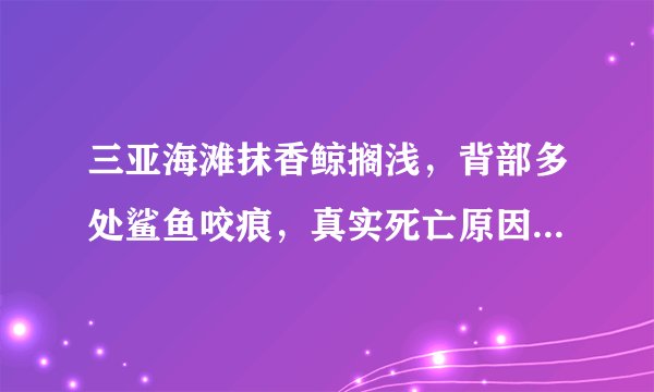 三亚海滩抹香鲸搁浅，背部多处鲨鱼咬痕，真实死亡原因令人担忧