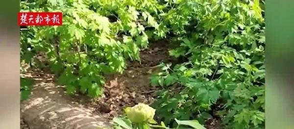 闪创教育|价值10万稀有绿牡丹被摘?公园回应