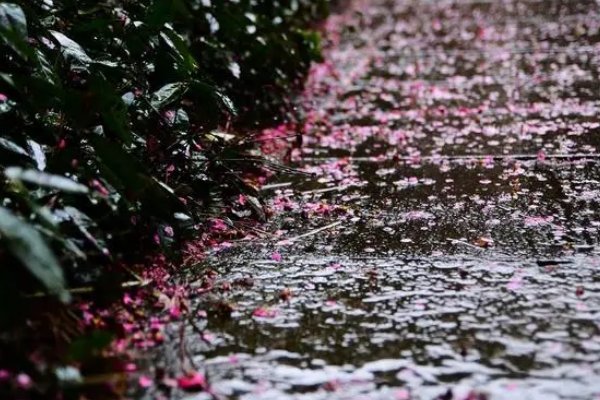 花雨的意思