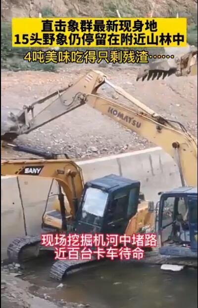 象群最新现身地:4吨美味只剩残渣 这是咋情况？