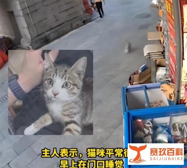 怀孕猫咪招谁惹谁了?被陌生男子一脚踩死,残忍程度真看不下去