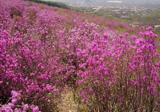 黑龙江省有几种市花?