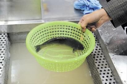 为啥冰冻的鱼能复活？