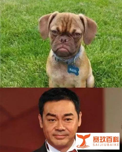 狗狗从1块身价飙到10万,背后的故事...