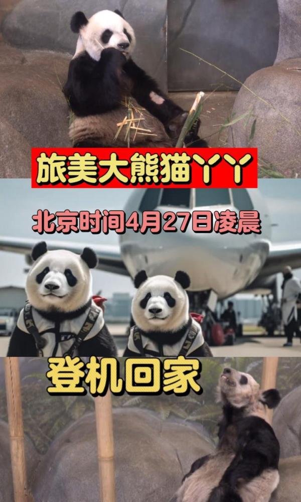 据联邦快递的巡警透露,旅居美国20年的大熊猫“丫丫”将专机回国