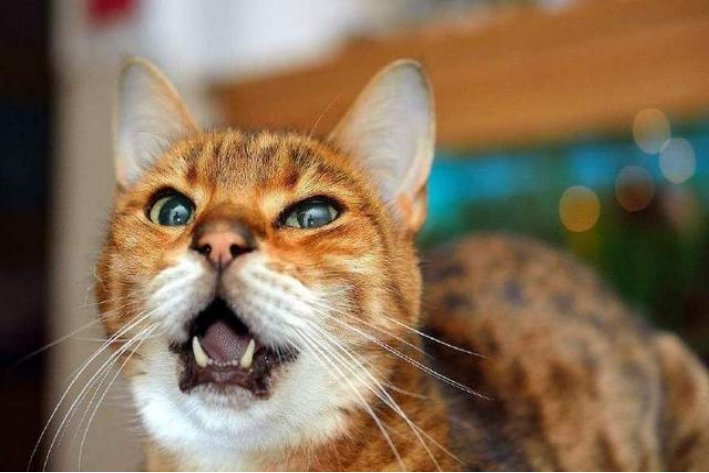 meow是什么意思英语