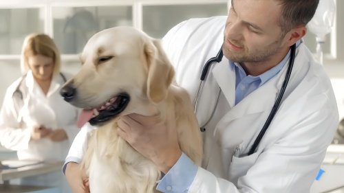 犬瘟热能治好的几率多少