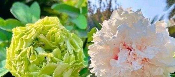 闪创教育|价值10万稀有绿牡丹被摘?公园回应