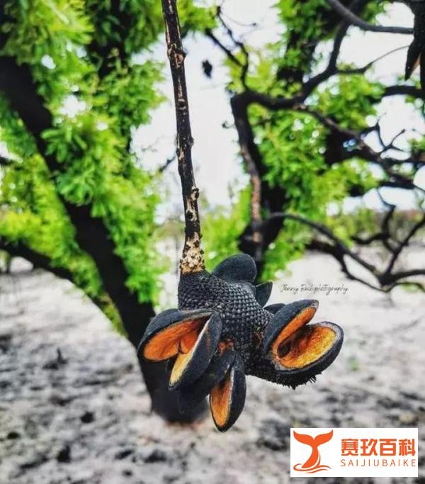 山火过后的澳洲,没有想象中的“贫瘠”,不得不佩服神奇的大自然