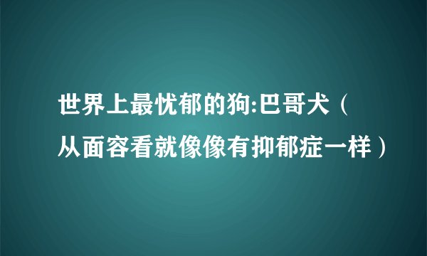 世界上最忧郁的狗:巴哥犬（从面容看就像像有抑郁症一样）