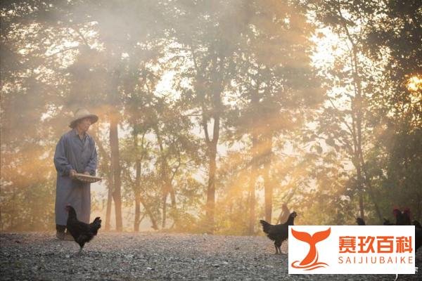 高端土鸡饲养标准——萨索