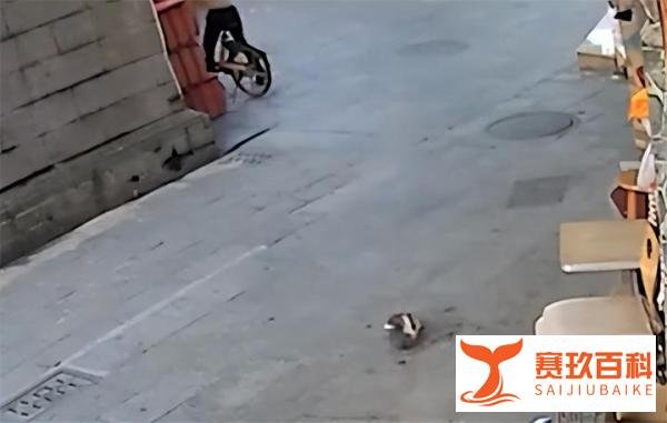 怀孕猫咪招谁惹谁了?被陌生男子一脚踩死,残忍程度真看不下去