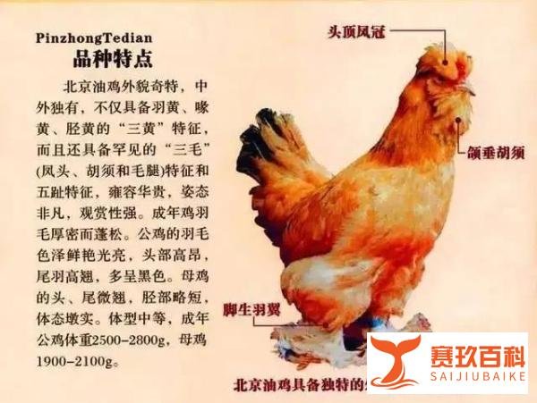 北京油鸡“中华宫廷黄鸡”——探访河北龙畅农业科技有限公司