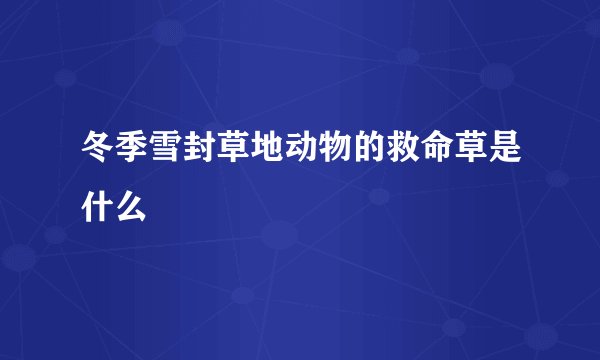 冬季雪封草地动物的救命草是什么
