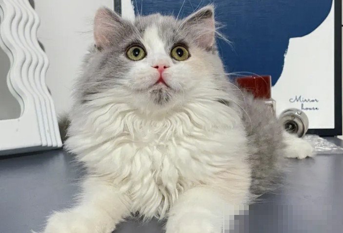 长毛高地猫咪的价格怎么样呢？