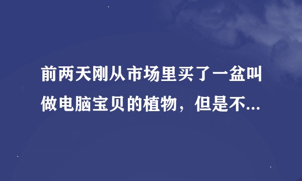 前两天刚从市场里买了一盆叫做电脑宝贝的植物，但是不知道该怎么样养他，请问学名叫什么，该怎么样培植！