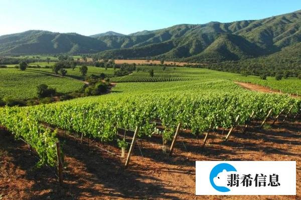 智利十八罗汉之柯诺苏逸品