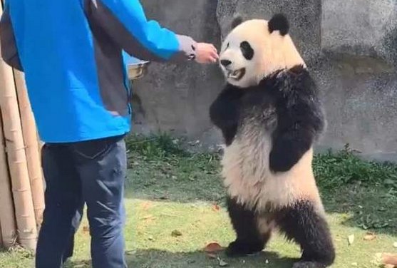 大熊猫宝宝和饲养员吵架全过程，他们是因为什么吵架的