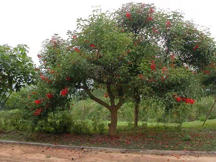 黑龙江省有几种市花?