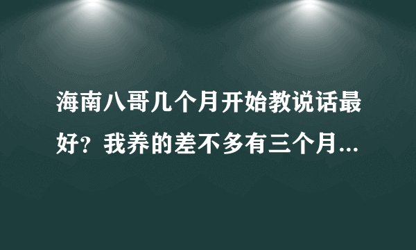 海南八哥几个月开始教说话最好？我养的差不多有三个月了吧……
