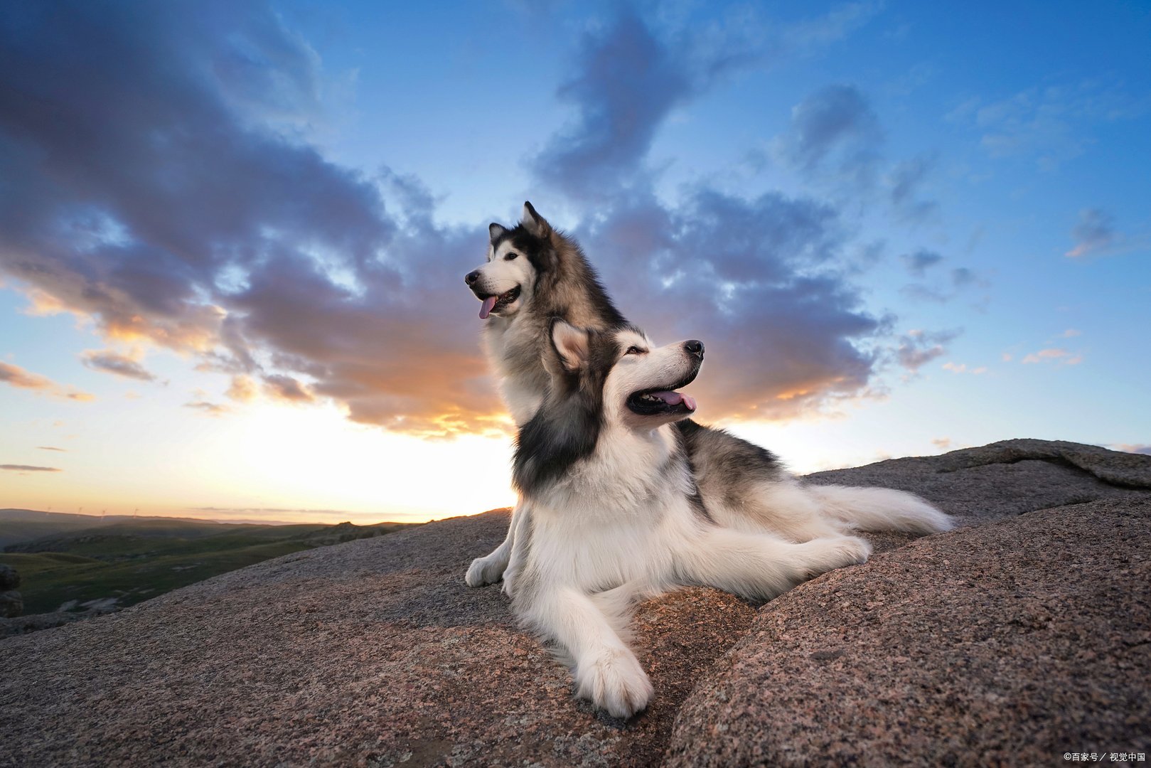 阿拉斯加犬是一种毛发茂盛的大型犬种，那么阿拉斯加纯种幼犬价格是多少？