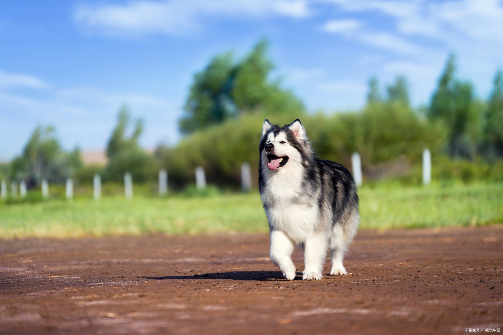 阿拉斯加犬是一种毛发茂盛的大型犬种，那么阿拉斯加纯种幼犬价格是多少？