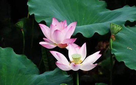 荷花是代表什么精神?