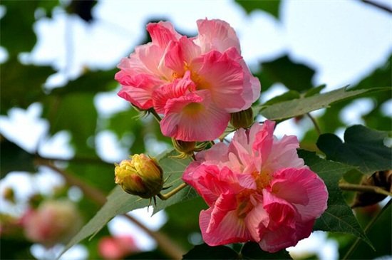 芙蓉花是什么？