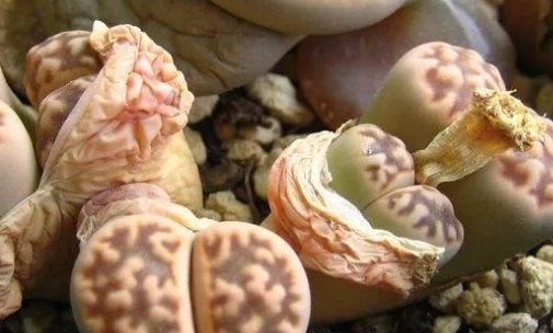 石生花哪种花纹的价值最贵?