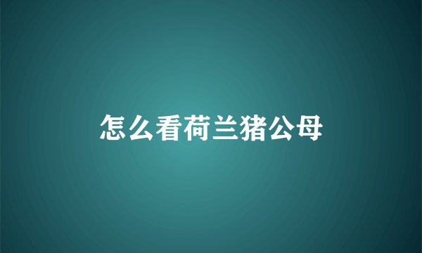 怎么看荷兰猪公母