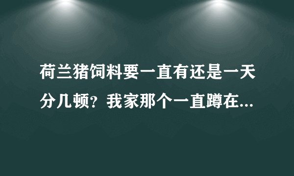 荷兰猪饲料要一直有还是一天分几顿？我家那个一直蹲在饲料盆上吃