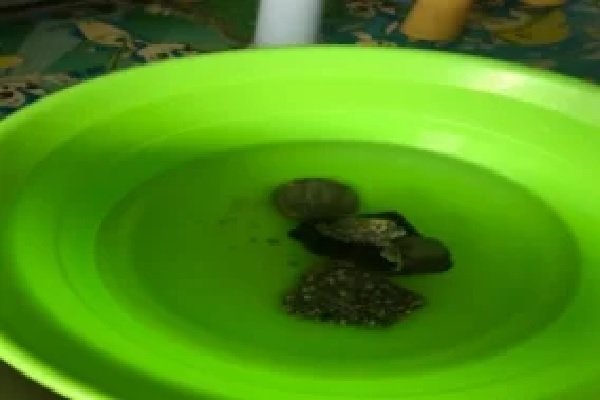 怎么样才能知道乌龟已经死了？