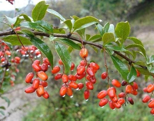 茱萸怎么读