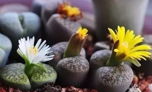 石生花哪种花纹的价值最贵?
