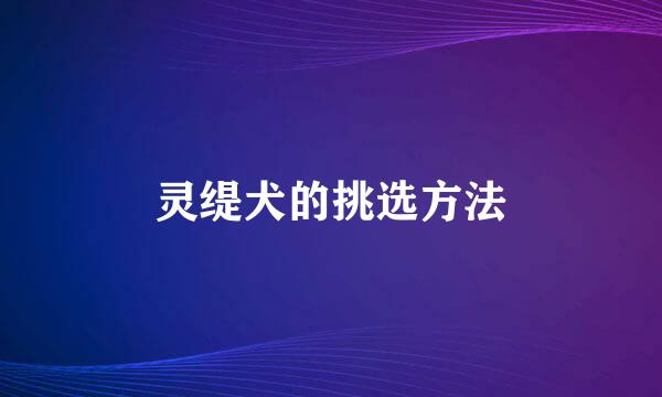 灵缇犬的挑选方法