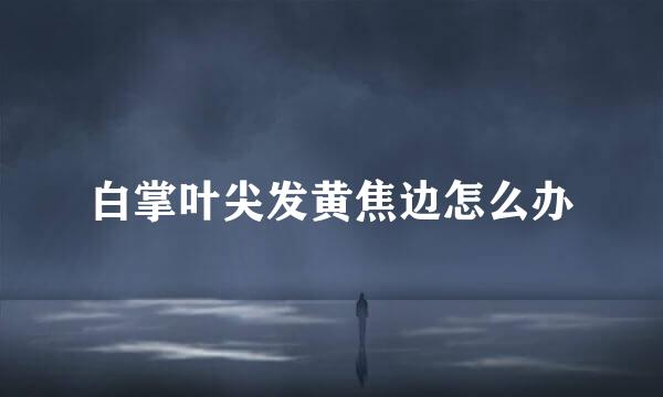 白掌叶尖发黄焦边怎么办