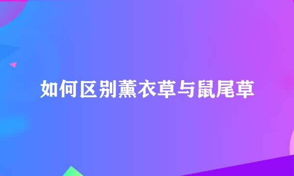 如何区别薰衣草与鼠尾草