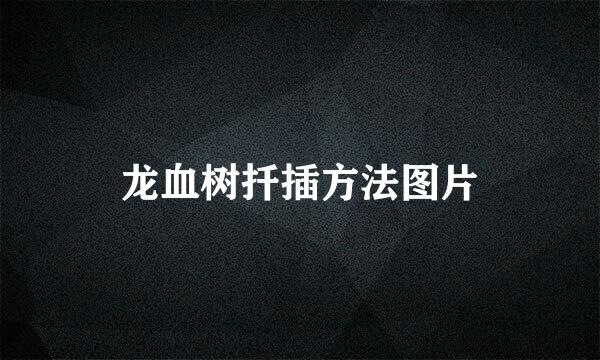 龙血树扦插方法图片