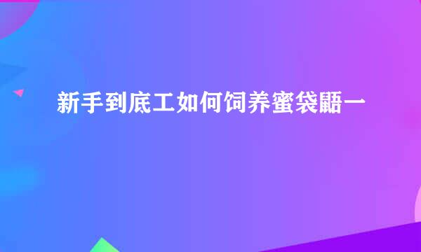 新手到底工如何饲养蜜袋鼯一