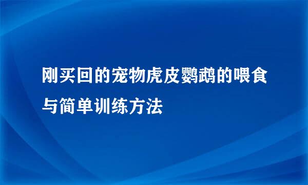 刚买回的宠物虎皮鹦鹉的喂食与简单训练方法