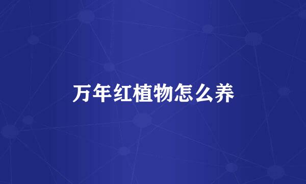 万年红植物怎么养