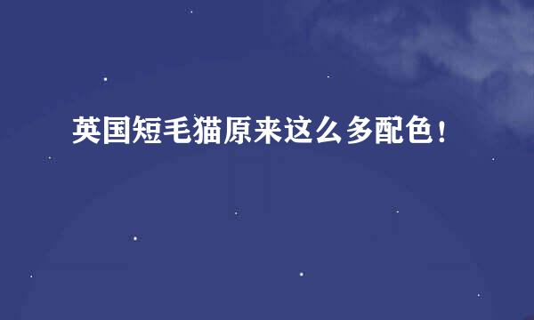 英国短毛猫原来这么多配色！