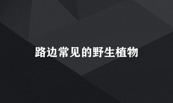 路边常见的野生植物