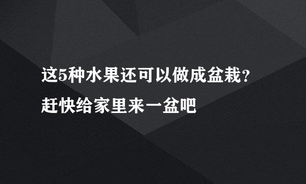 这5种水果还可以做成盆栽？赶快给家里来一盆吧