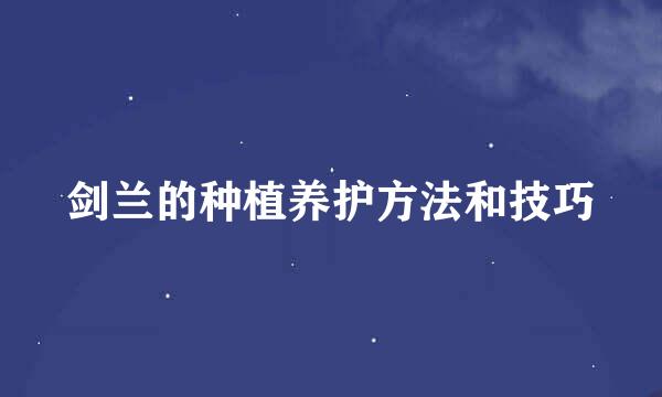 剑兰的种植养护方法和技巧