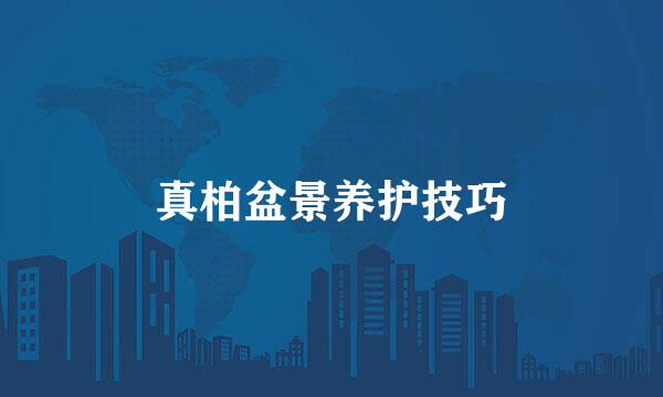 真柏盆景养护技巧