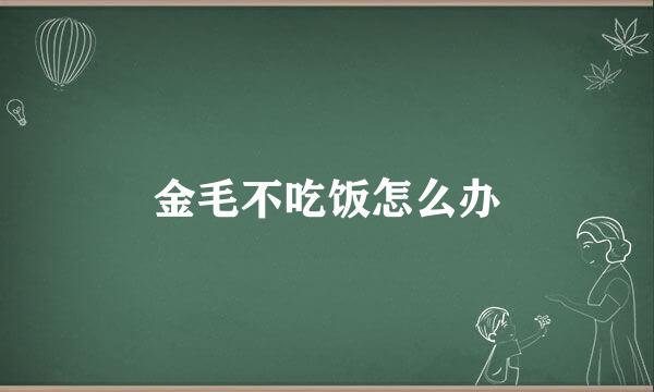 金毛不吃饭怎么办
