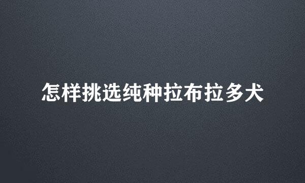 怎样挑选纯种拉布拉多犬