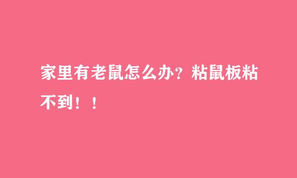 家里有老鼠怎么办？粘鼠板粘不到！！