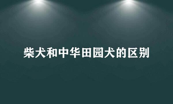 柴犬和中华田园犬的区别
